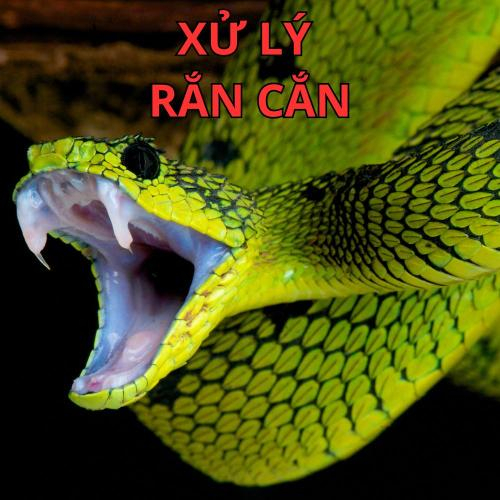 Xử Lý Rắn Cắn